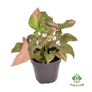 Syngonium Red Spot 12Ø 30cm