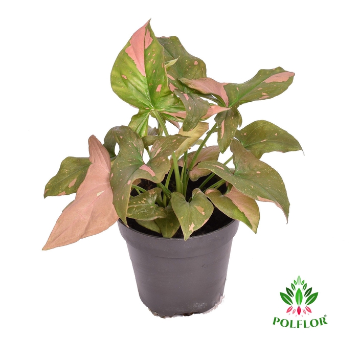 Syngonium Red Spot 12Ø 30cm