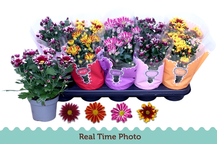 <h4>CHRYS GEM 2 KL BLOEM</h4>
