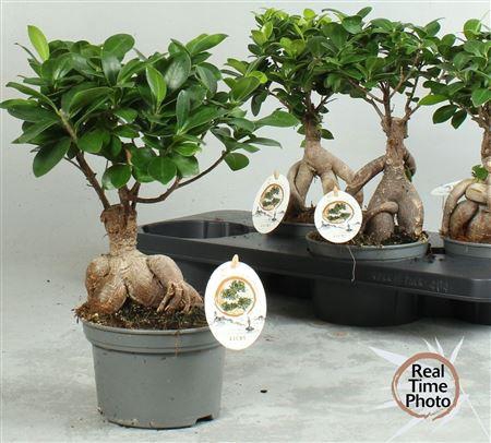 <h4>Fic Mi Ginseng</h4>