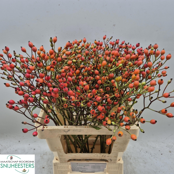 <h4>ROSA MAG MIRACLE</h4>