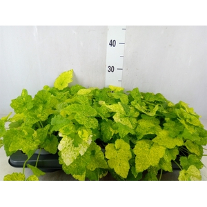 Tolmiea menziesii   ...variegated