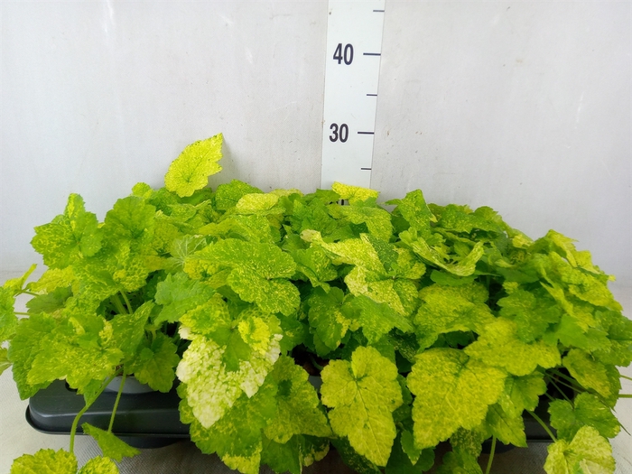 <h4>Tolmiea menziesii   ...variegated</h4>
