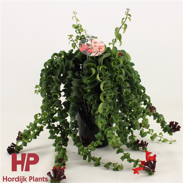 <h4>Aeschynanthus krul Keramiek Zwart</h4>