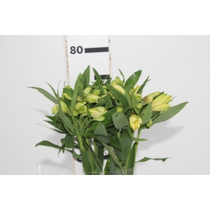 ALSTROEMERIA MELLOW YELLOW 080 CM