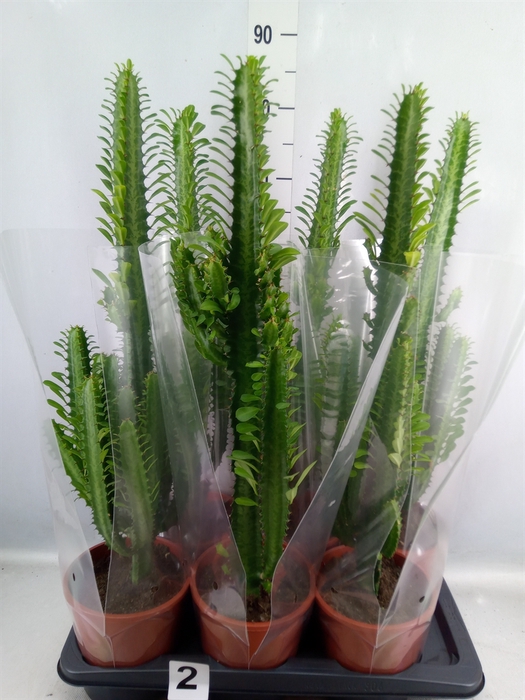 <h4>Euphorbia trigona</h4>