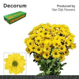 Chr T Copa Decorum