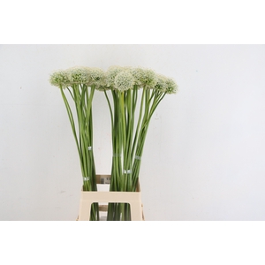 ALLIUM MOUNT EVEREST