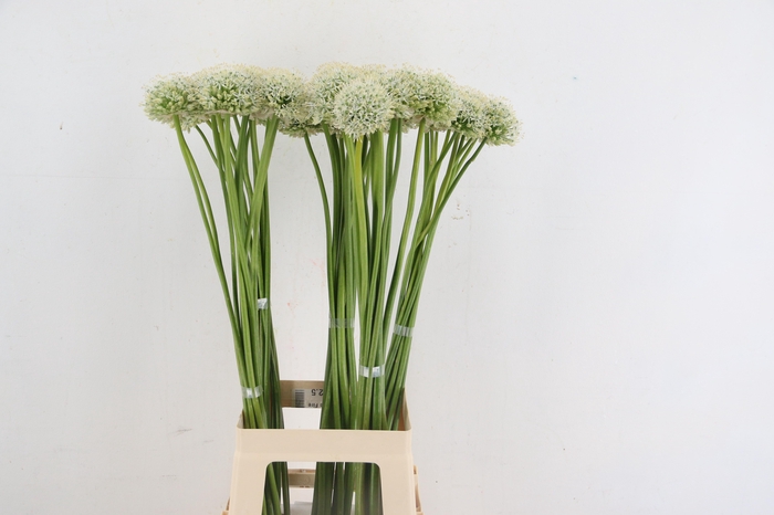 <h4>ALLIUM MOUNT EVEREST</h4>