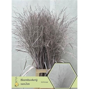 Siergr Panicum Light Pink