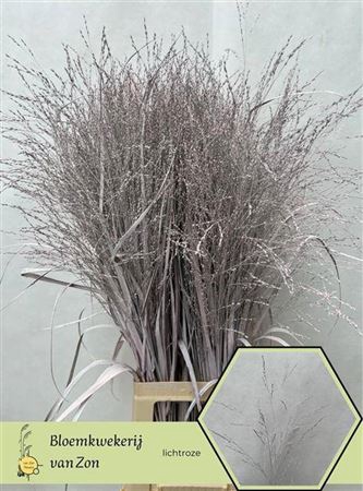 <h4>Siergr Panicum Light Pink</h4>