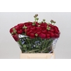 Ranunculus Clooney Passion Super