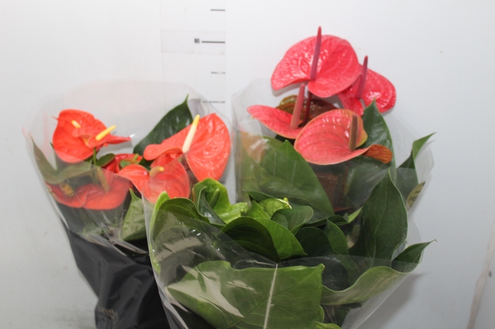 <h4>ANTHURIUM VARIADO P17 PREMIUM</h4>