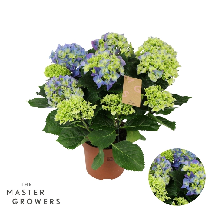 <h4>Hydrangea blue 9/10 flowers</h4>