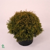 Thuja occidentalis 'Rheingold'