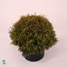 Thuja occidentalis 'Rheingold' P17