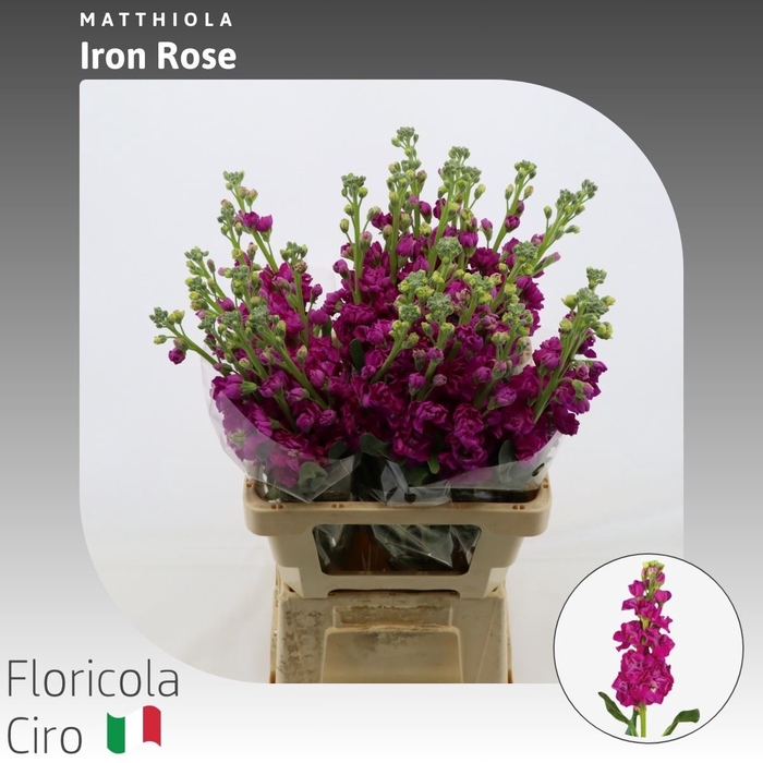 <h4>Matthiola Iron Rose</h4>