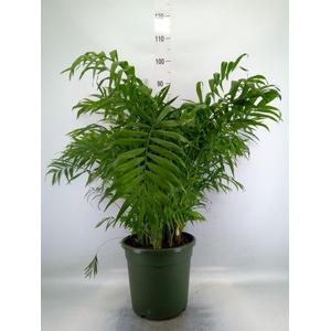 Chamaedorea elegans