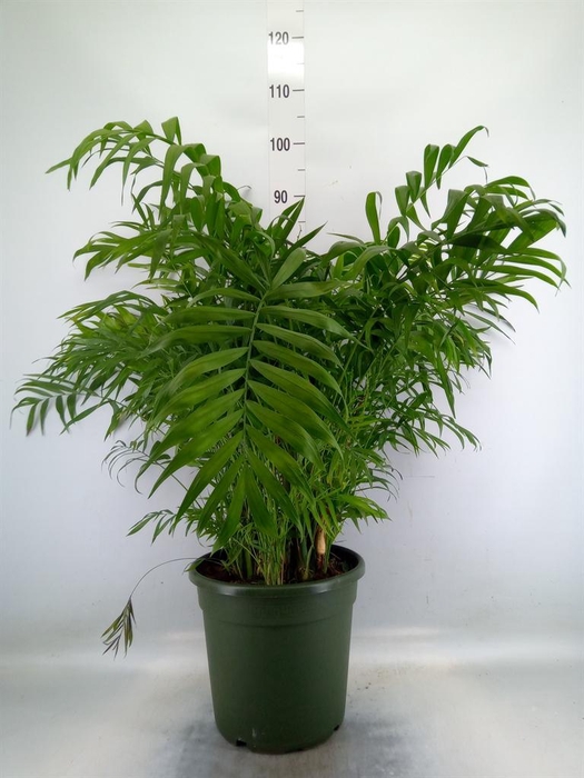 <h4>Chamaedorea elegans</h4>