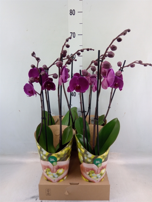 <h4>Phalaenopsis  'FC Joyride'</h4>