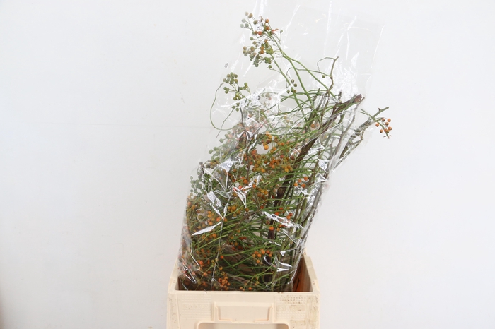 ROSA CORALLO ORANGE 080CM