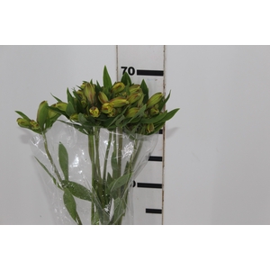 ALSTROEMERIA CARIBBEAN 080 CM