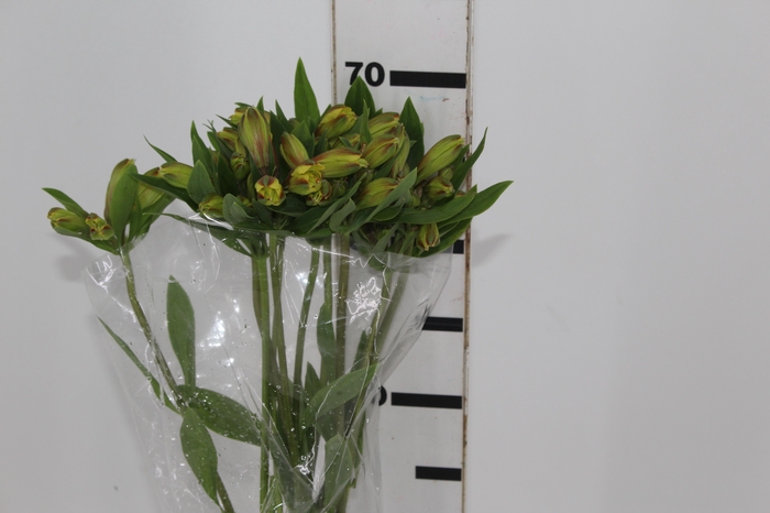 <h4>ALSTROEMERIA CARIBBEAN 080 CM</h4>