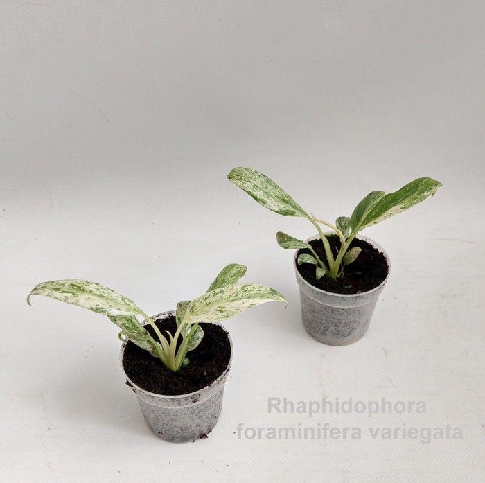 <h4>Rhaphidophora foraminifera variegata 7cm</h4>