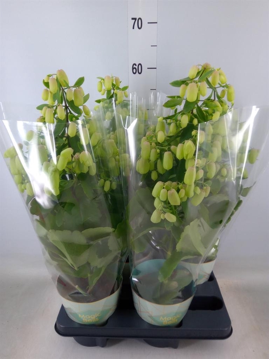 <h4>Kalanchoe  'Magic Bell'</h4>