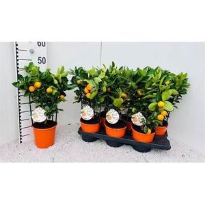 Citrofortunella mic.