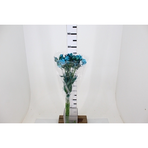 ALSTROEMERIA TINGIDA 080 CM AZUL