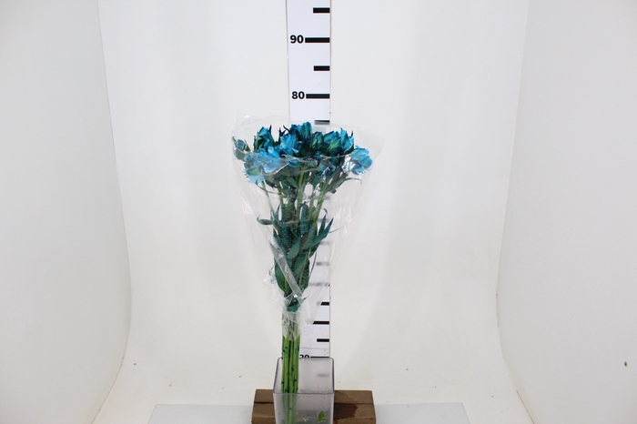 ALSTROEMERIA TINGIDA 080 CM AZUL