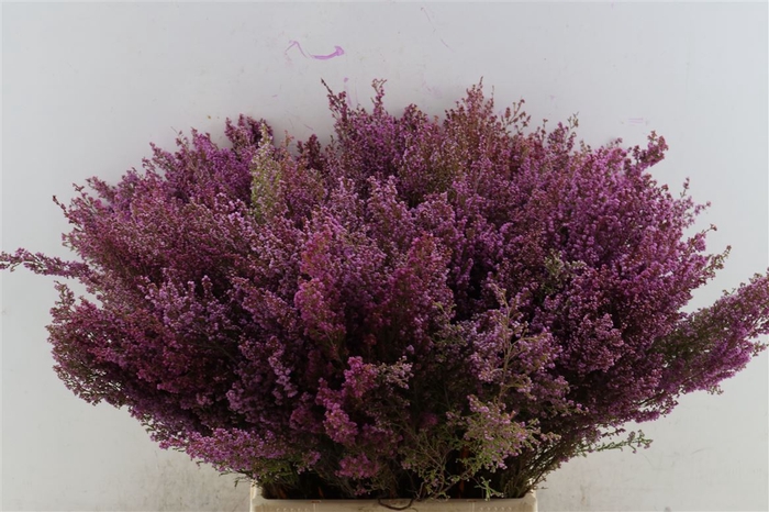 <h4>Erica Cythiaformus P Bunch</h4>