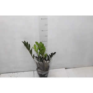 ZAMIOCULCAS DARK ZAMICRO P11