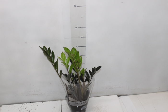 <h4>ZAMIOCULCAS DARK ZAMICRO P11</h4>