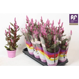 CELOSIA MERIDA PINK