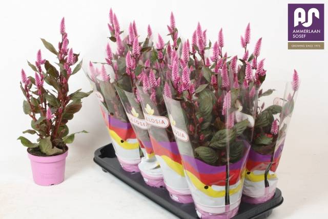 <h4>CELOSIA MERIDA PINK</h4>