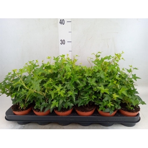 Hedera helix 'Jacobine'