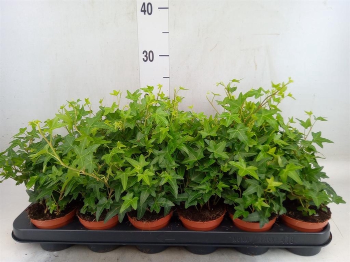 <h4>Hedera helix 'Jacobine'</h4>