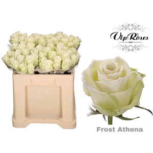 R GR FROST ATHENA