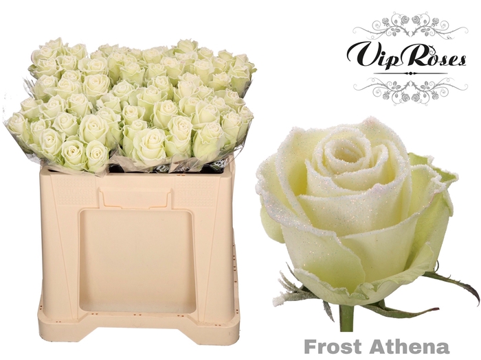 R GR FROST ATHENA