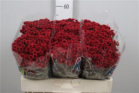 <h4>Chr S Mad Tyolo Red</h4>