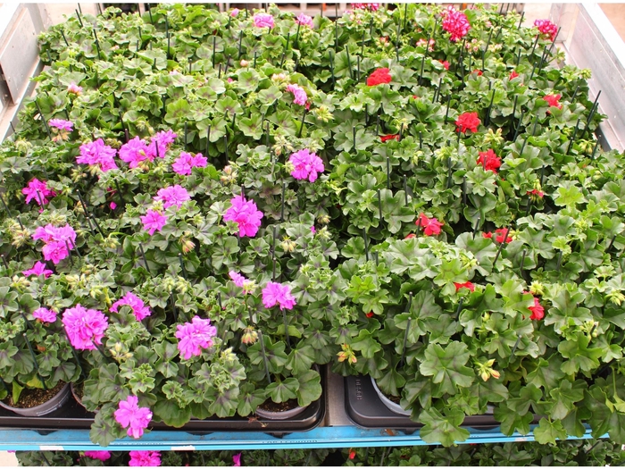 <h4>PEL PELT MIXK</h4>