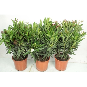 NERI OLEANDER