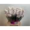 Matth Stox Silver