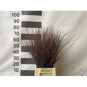 Birch (Bunch)