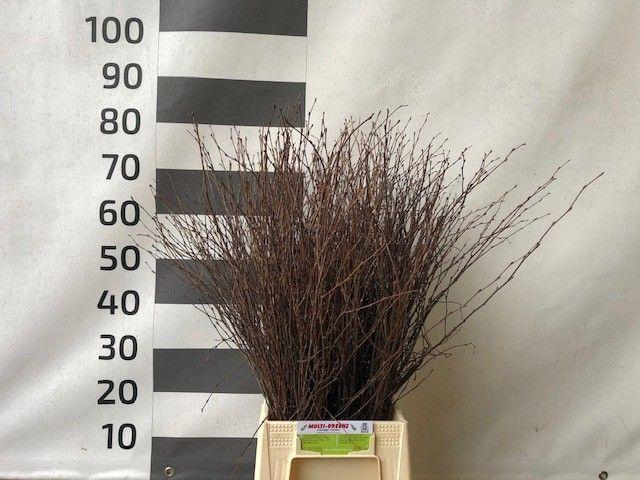 <h4>Birch (Bunch)</h4>
