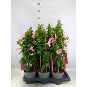 Mandevilla am. 'Sundav Flaming Pk'