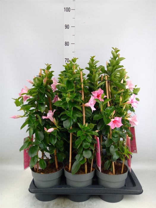 <h4>Mandevilla am. 'Sundav Flaming Pk'</h4>