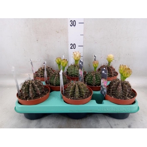 Gymnocalycium mihanov.   ...